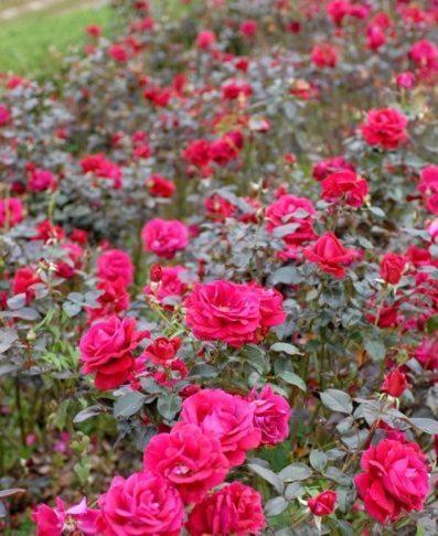 Chateau Belles Graves Bed & Breakfast Pomerols ภายนอก รูปภาพ